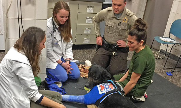 [police dog treated at Vet Med]